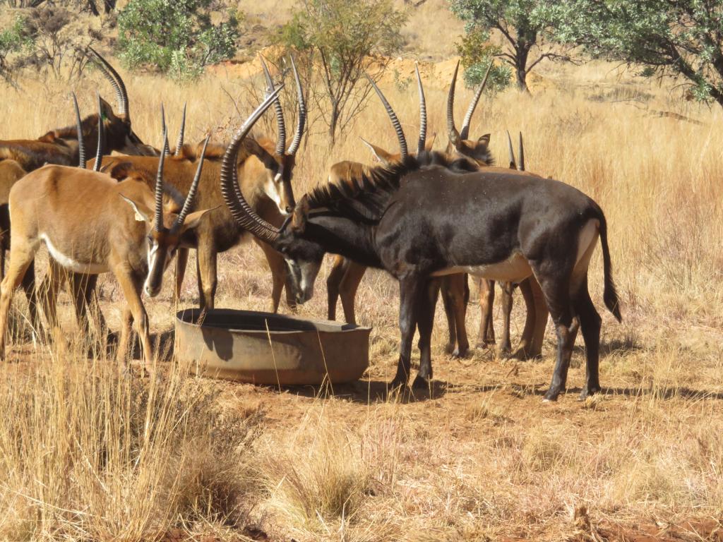 Sable ranch antilops